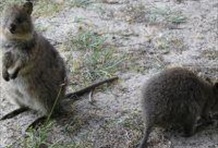 Rottnest Island with Bike & Snorkel Hire